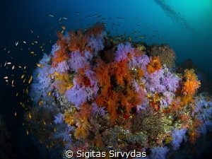 Soft corals by Sigitas Sirvydas 